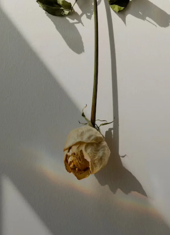 Allyaj - OnlyFans Creator Profile Picture