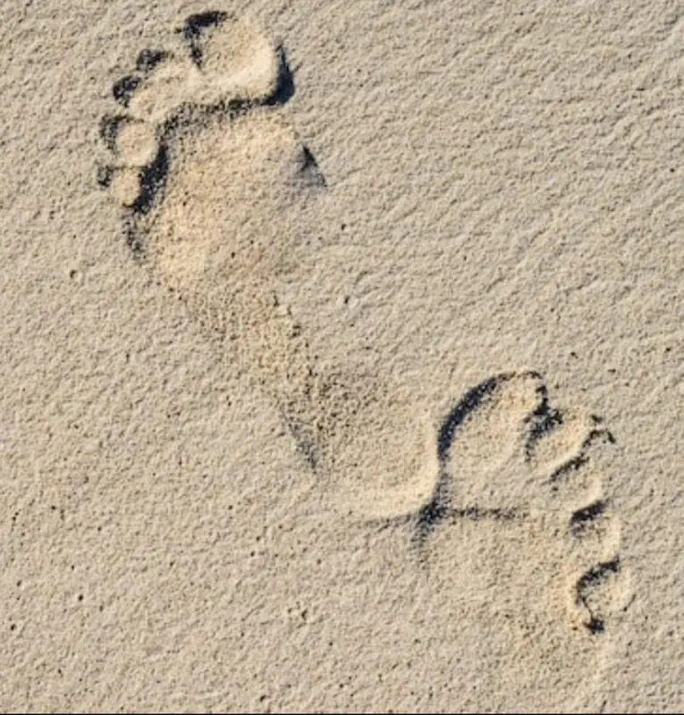 Gallinero Revolucionado OnlyFans Profile