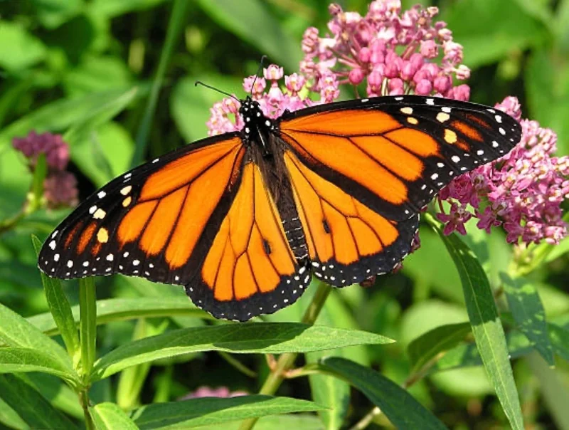 Omni Bleu - OnlyFans Creator Profile Picture