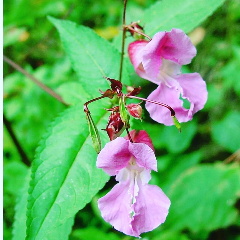 Polaca520 - OnlyFans Creator Profile Picture